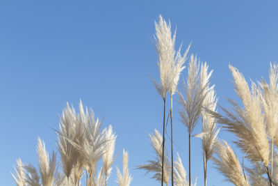 Low angle view of stalks against blue sky