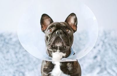 French bulldog dog with medical cone collar looking up