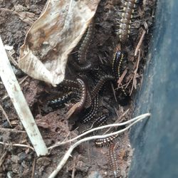 High angle view of insect on sea shore