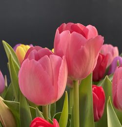 Close-up of pink tulips