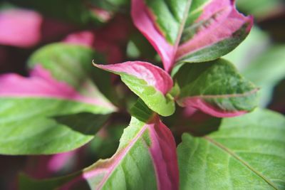 Close-up of pink flowers