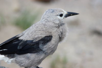 Close-up of bird