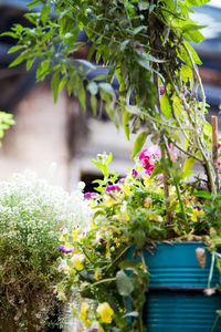 Close-up of flowers blooming outdoors