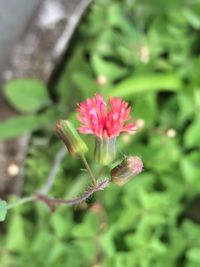 Close-up of pink flowers