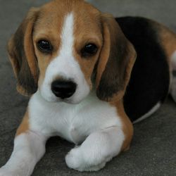 Close-up portrait of puppy