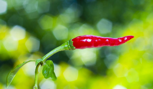 Close-up of red berries growing on plant