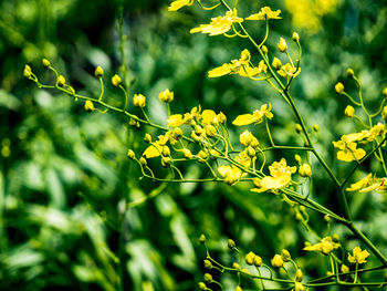 Close-up of flowering plant