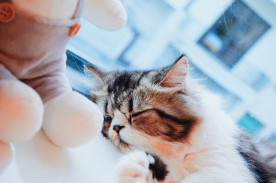 Midsection of person with cat relaxing on hand