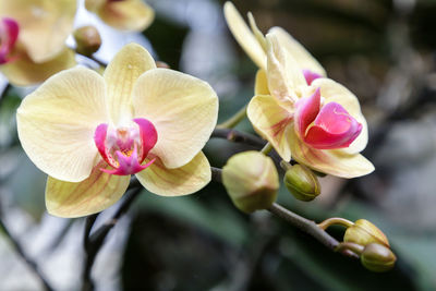 Close-up of pink orchids