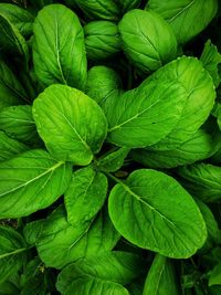 Full frame shot of green leaves