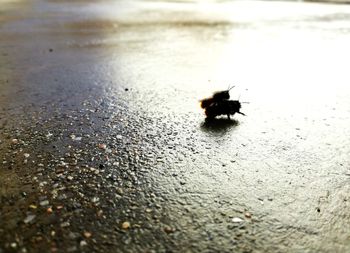 Close-up of insect on water