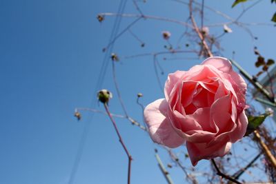 Close-up of fresh pink rose blooming against sky