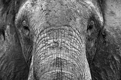 Full frame shot of elephant