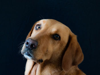 Fox red labrador 