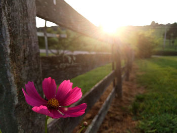 Close-up of pink flower against bright sun