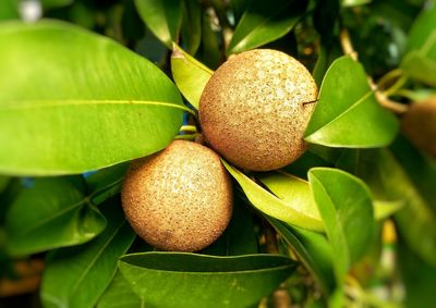 Close-up of sapodilla fruit on tree