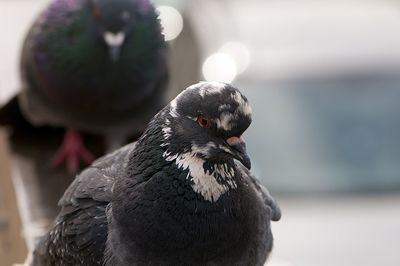 Close-up of pigeons