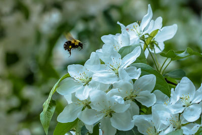 Close-up of bee on white flowers