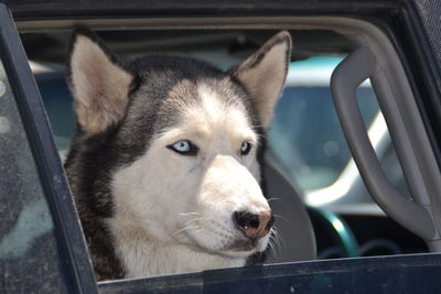 Close-up portrait of dog