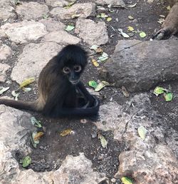 Monkey on field