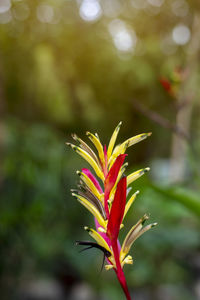 Close-up of flowering plant