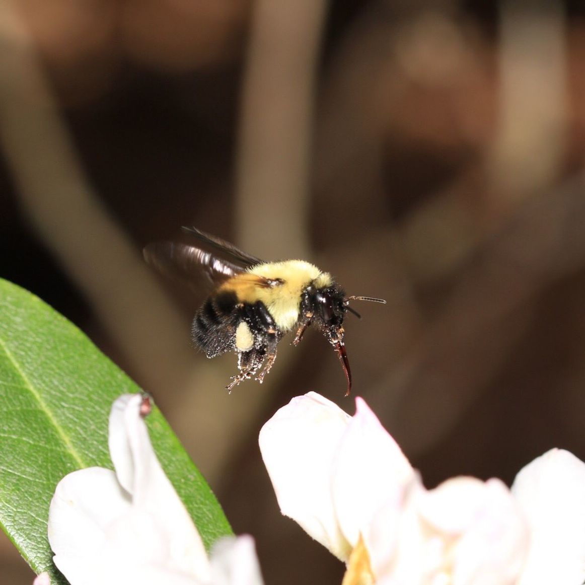 CLOSE-UP OF BEE ON FLOWERS