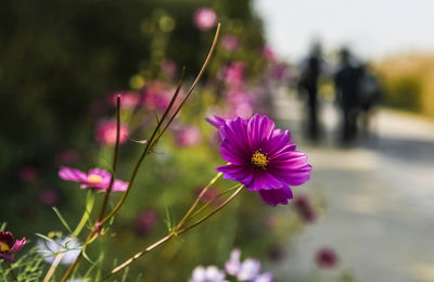 Close-up of purple flowers blooming