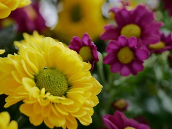 Close-up of yellow flowers blooming outdoors