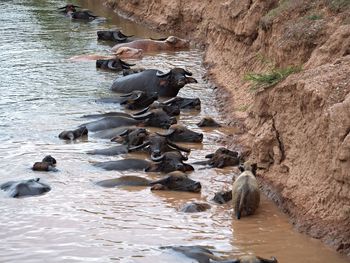 Ducks swimming in river