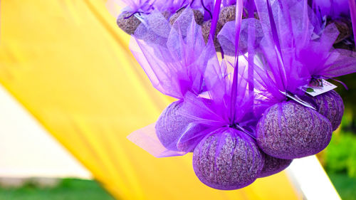 Close-up of purple flowering plant