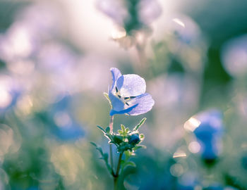 Close-up of purple flowering plant