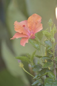 Close-up of pink flowering plant