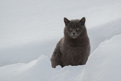 Close-up of cat siting on snow