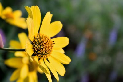 Close-up of yellow flower