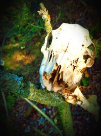 Close-up of mushroom growing on field