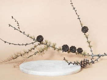 Marble white round podium and larch branch on beige background. place, background for cosmetics.