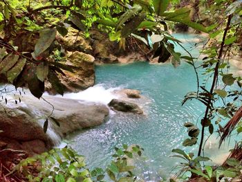 Scenic view of waterfall in forest