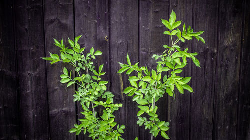 High angle view of fresh green leaves on wooden fence