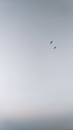 Low angle view of bird flying in sky