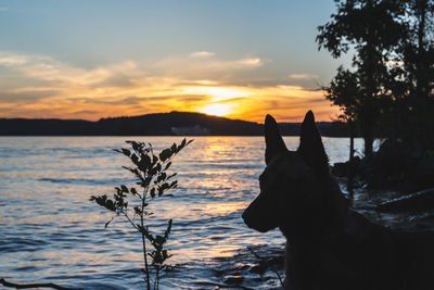 Silhouette dog on shore against sky during sunset