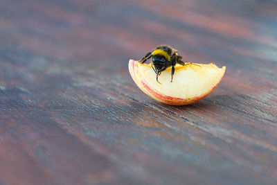 Close-up of honey bee on leaf