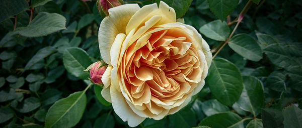 Close-up of rose