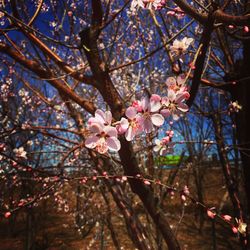 Low angle view of cherry blossom tree