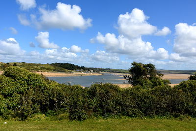 Plants growing on land against sky