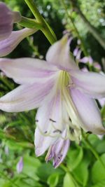 Close-up of pink flower