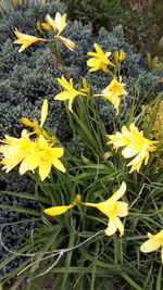 High angle view of yellow flowering plant on field