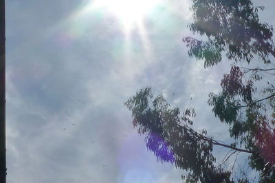 Low angle view of trees against sky