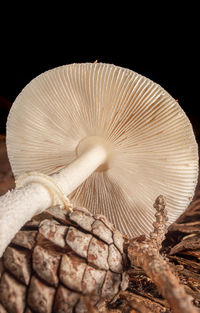 close-up