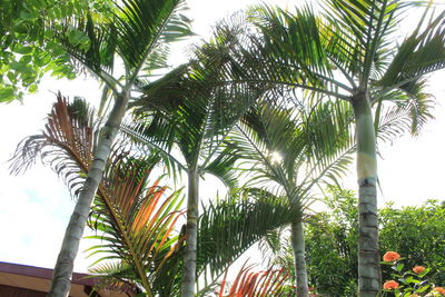 Low angle view of palm trees