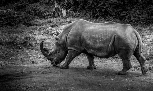 A profile shot of a rhino
